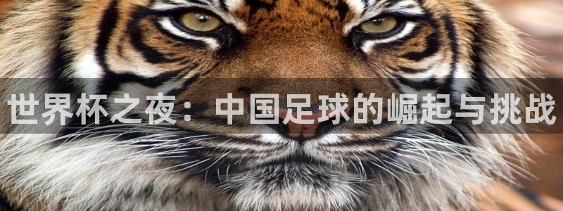 世界杯预选赛亚洲区积分榜：世界杯之夜：中国足球的崛起与挑战